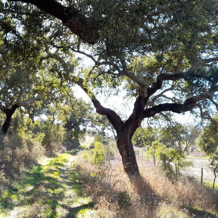 A sunlit dirt path winds beneath sprawling oak trees with thick, twisting branches. Bright green grass and dry bushes line the way, creating a peaceful atmosphere.