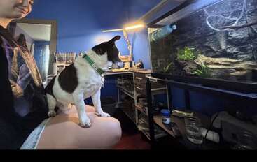 A small black and white dog sits on a person’s lap, intently watching a fish tank in a cozy blue room filled with desks and equipment.