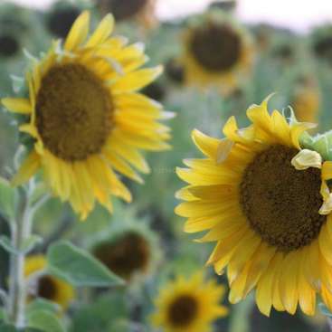L'image représente deux tournesols aux pétales jaune vif et au centre sombre, sur un fond flou composé d'autres tournesols et de verdure.