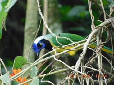 Un oiseau aux couleurs vives, avec une crête bleue, un corps vert et un ventre jaune, est perché parmi les vignes et les feuilles entrelacées d'une forêt. Des fleurs orange sont visibles à proximité.