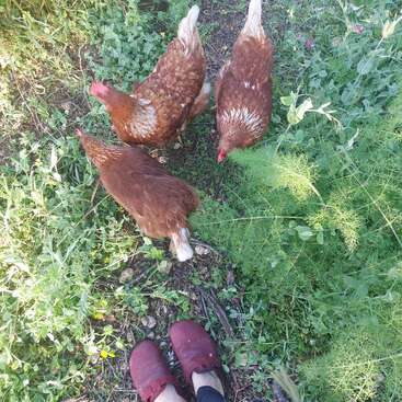 A imagem mostra três galinhas marrons com penas brancas no rabo e nas pernas, em pé em uma área gramada, vistas de cima, com os pés de uma pessoa visíveis na parte inferior.
