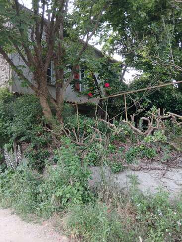 Une maison rustique partiellement cachée par des arbres, une végétation luxuriante et des plantes grimpantes. Des fleurs rouges ajoutent de la couleur à la scène, créant une atmosphère paisible et champêtre.