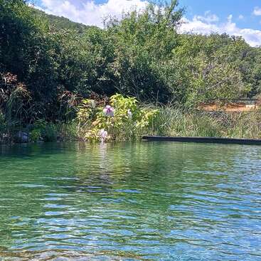 A serene natural pond with clear greenish water, surrounded by lush greenery and trees. Pink flowers bloom near the water’s edge under a bright, blue sky.