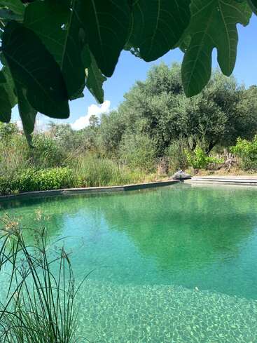 Une piscine naturelle calme et limpide, entourée d'une végétation luxuriante, de hautes herbes et d'arbres. Les feuilles de figuier qui la surplombent offrent de l'ombre, tandis que le ciel bleu et la lumière du soleil créent une scène paisible.
