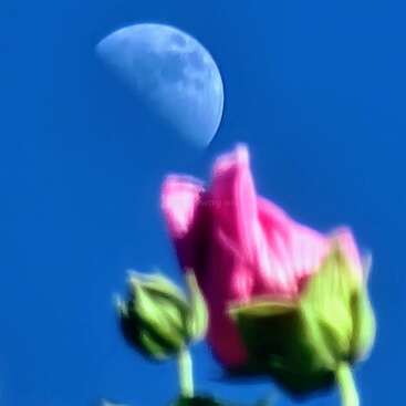 A pink rosebud in the foreground is slightly blurred. Behind it, a clear half-moon floats in a vibrant blue sky, creating a dreamy, poetic contrast.