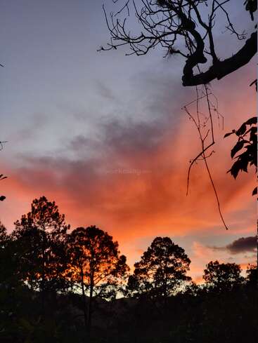 Una impresionante puesta de sol pinta el cielo con vibrantes tonos anaranjados y púrpuras, silueteando altos pinos y ramas desnudas para una escena nocturna tranquila y natural.
