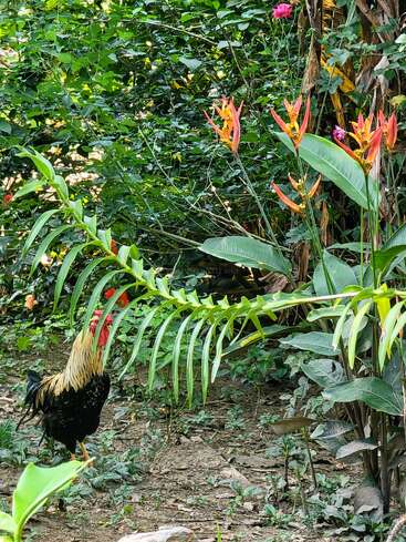 Un gallo se alza sobre un suelo terroso rodeado de exuberantes plantas verdes, vibrantes flores anaranjadas y denso follaje, creando una animada y colorida escena de jardín en la naturaleza.