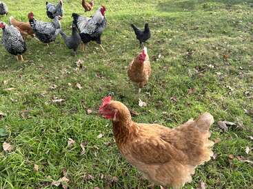 Un grupo de pollos y gallinas deambulan libremente por un campo cubierto de hierba, con hojas marrones esparcidas por el suelo, disfrutando juntos del aire libre y del sol.