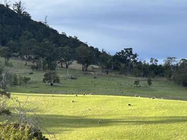 Una ladera de hierba iluminada por el sol con sombras dispersas, salpicada de canguros pastando, bordeada por una zona boscosa bajo un cielo azul nublado en un día tranquilo.