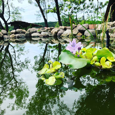 L'image représente un étang serein avec une fleur rose vibrante et de la verdure luxuriante, entouré d'un mur de pierre et sur fond d'arbres et de ciel bleu.