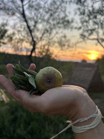 Une main tient délicatement des feuilles de sauge fraîches et une petite poire. L'arrière-plan représente des arbres, une structure rustique et un magnifique coucher de soleil qui illumine l'horizon.