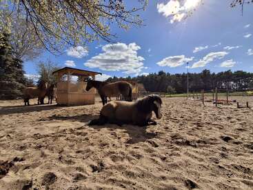 Quatre chevaux se trouvent dans un enclos sablonneux, sous un ciel bleu vif parsemé de nuages. Un cheval se repose tandis que trois autres se tiennent près d'un abri en bois, entouré d'arbres.