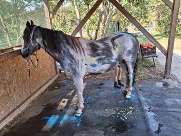 Un cheval se tient dans un abri en bois, couvert d'éclaboussures de peinture colorée. Quelqu'un, la plupart du temps hors du cadre, semble nettoyer ou décorer le cheval.