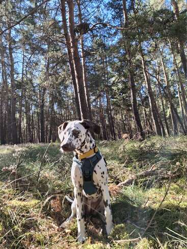 Un chien dalmatien portant un harnais est assis dans une forêt ensoleillée. De grands pins entourent la zone et un raton laveur est perché dans les branches.