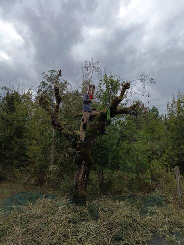 A person stands on an old tree, pruning branches with a saw. Overcast sky looms above, while chopped leaves and nets cover the ground below.