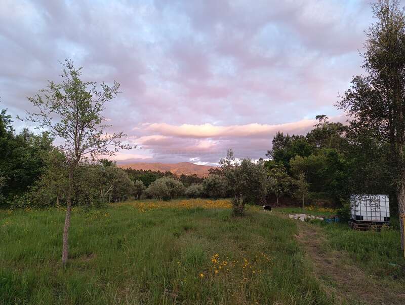 The image depicts a serene landscape featuring a grassy field with yellow flowers, trees, and a mountain range in the distance, set against a cloudy sky.