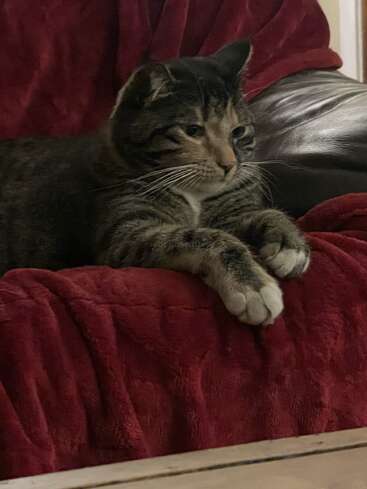 Un chat tabby se prélasse confortablement sur une couverture rouge en peluche drapée sur une chaise, les pattes avant tendues et l'expression détendue et pensive.