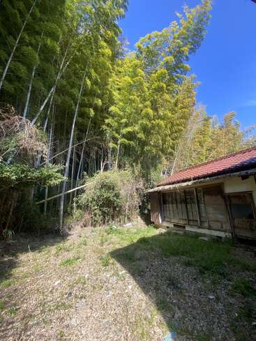 Tall bamboo trees border an old, weathered house with broken windows. Sunlight filters through the greenery, highlighting overgrown grass and scattered debris in the yard.