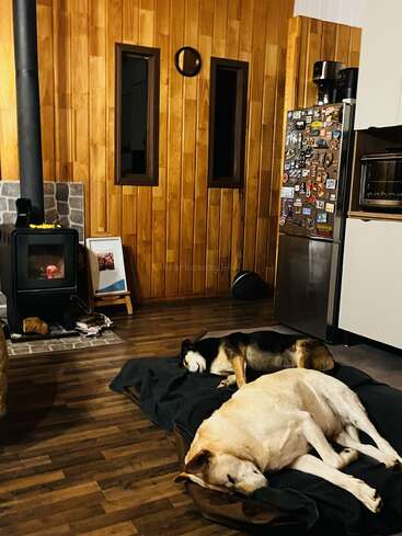 Dos perros duermen plácidamente sobre mantas en un acogedor salón. Una estufa de leña arde junto a una nevera cubierta de imanes, creando un ambiente cálido y acogedor.