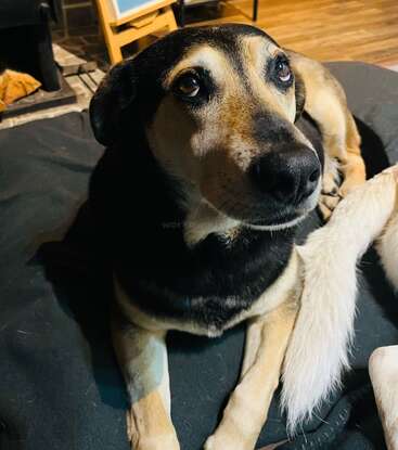Un perro negro y fuego de ojos conmovedores está tumbado sobre una manta oscura en el interior, mirando hacia arriba. Su cola es blanca y la habitación parece acogedora.