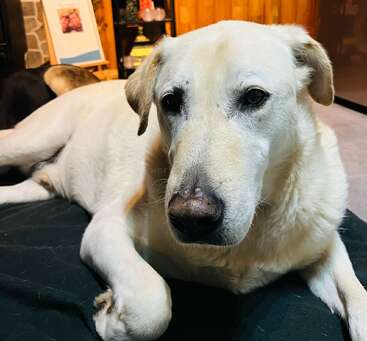 Un perro grande, de color claro y expresión apacible está tumbado en el interior sobre una manta oscura. Una cálida iluminación llena la acogedora habitación, creando un ambiente hogareño.