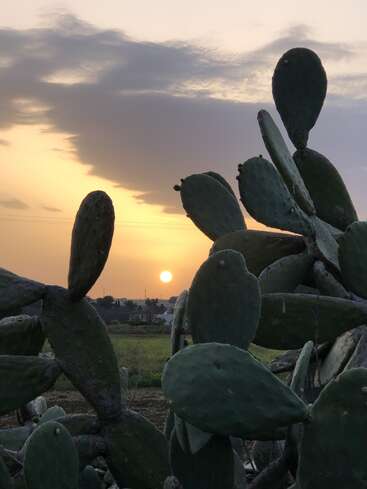 A beautiful sunset glows in the background, casting warm light through thick clouds. Large prickly pear cactus pads dominate the foreground, creating a serene desert scene.