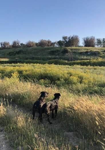 Two black dogs stand side by side in a sunlit grassy field, looking into the distance. Yellow wildflowers and green hills surround them under clear blue sky.