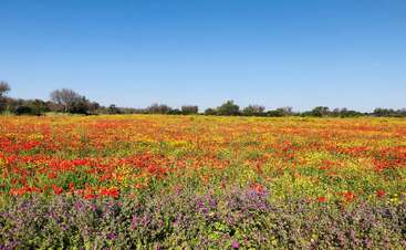 A vibrant field of wildflowers blooms under a clear blue sky. Red, yellow, and purple flowers stretch across the landscape, bordered by distant green trees.