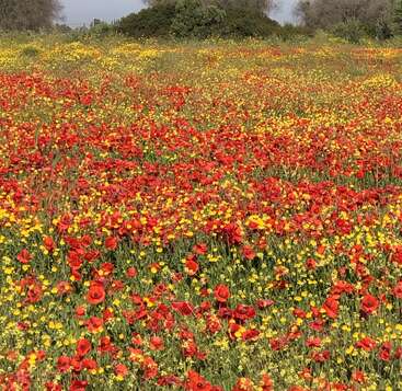 A vibrant field of wildflowers bursts with red poppies and yellow blossoms, stretching towards the horizon. Green foliage surrounds the colorful meadow, creating a lively landscape.