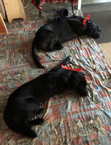 Two black dogs with red ribbons around their necks are lying down, resting peacefully on a patterned quilt, creating a cozy and heartwarming scene indoors.