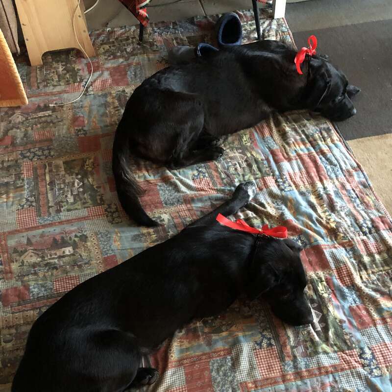 Dos perros negros con cintas rojas alrededor del cuello están tumbados, descansando plácidamente sobre una colcha estampada, creando una escena acogedora y conmovedora en el interior.