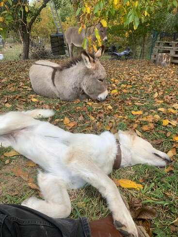 A peaceful scene with a relaxed white dog lying on grass, a resting donkey, another donkey standing behind, surrounded by autumn leaves and trees in a fenced yard.