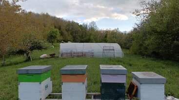 Four colorful beehives stand in grassy field, with a large greenhouse behind them. Trees surround the area under a partly cloudy sky, creating a peaceful scene.