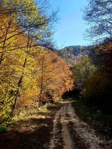 Un chemin sinueux et poussiéreux traverse une forêt automnale aux couleurs chatoyantes. Sous un ciel bleu limpide, les arbres sont recouverts de feuilles dorées et orangées, créant un paysage paisible et pittoresque.