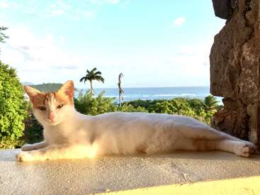 L'image représente une scène sereine d'un chat blanc avec des taches orange, allongé sur un rebord de pierre, dans un décor pittoresque de verdure luxuriante et d'une vaste étendue d'eau.