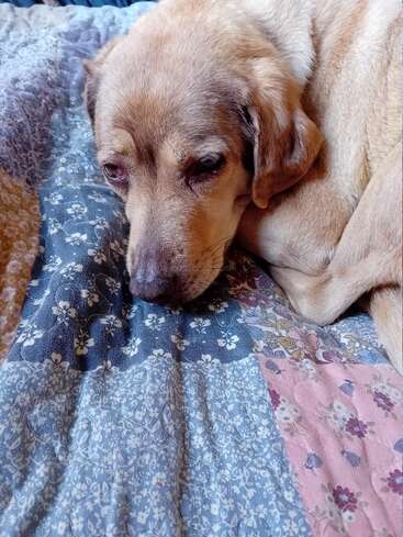 Un chien au pelage brun clair est allongé en boule sur une couette colorée ; il semble calme et un peu endormi, le regard expressif posé doucement sur la couverture à motifs.