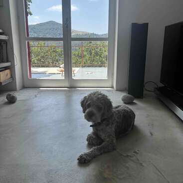 A curly-haired dog lies on a concrete floor inside, near a large glass door. Outside, mountains and greenery are visible, creating a peaceful atmosphere indoors.