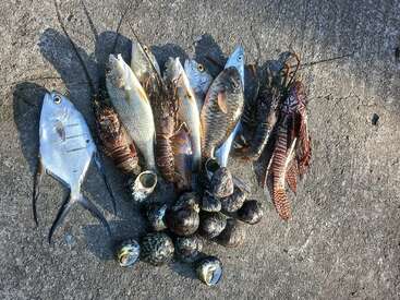 Auf einer Betonfläche sind frisch gefangene Meeresfrüchte ausgestellt, darunter verschiedene Fische, Hummer, Feuerfische und mehrere große Meeresschnecken oder Muscheln, die im natürlichen Sonnenlicht ordentlich angeordnet sind.