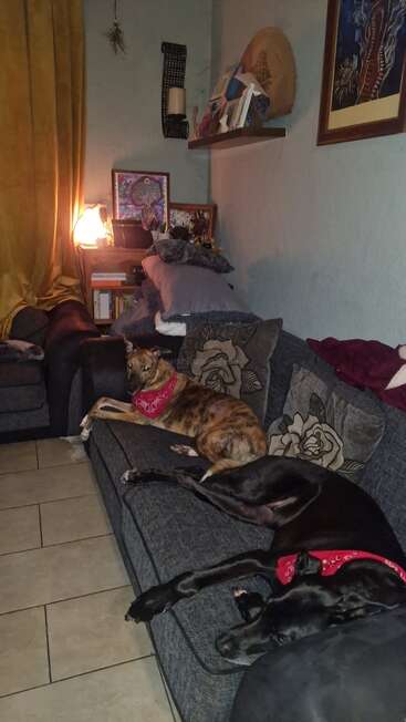 Two dogs wearing red bandanas relax on a gray couch in a cozy, warmly lit living room filled with art, cushions, and decorative objects. Peaceful atmosphere.
