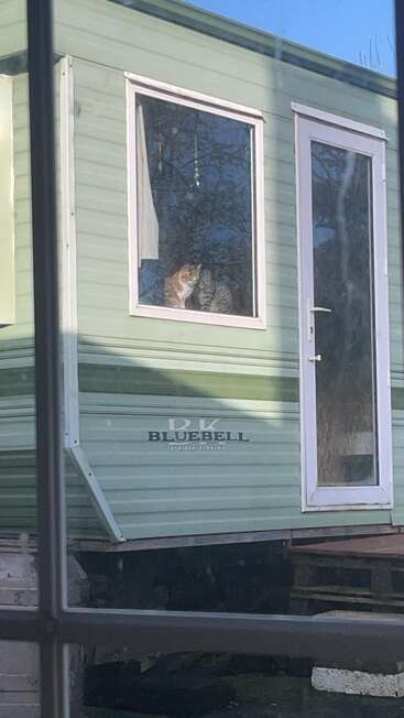 Two cats sit together by the window inside a light green mobile home named "Bluebell," enjoying the sunlight and watching the outside world peacefully.