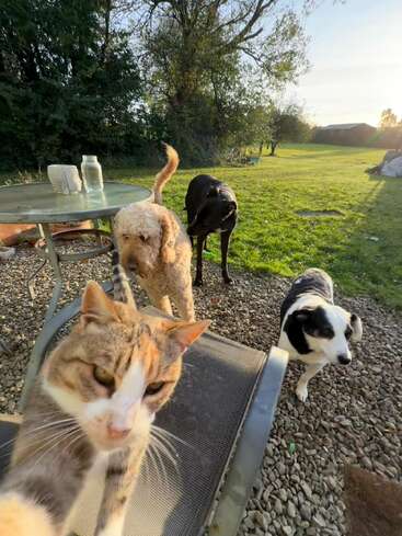 A cat appears to take a selfie with three dogs outdoors on a sunny day. There’s a patio table, grass, trees, and a rural background visible.