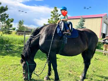 Un niño con un casco azul está sentado sobre un gran caballo negro que pasta en la hierba verde cerca de un granero, con árboles y un cielo azul al fondo.