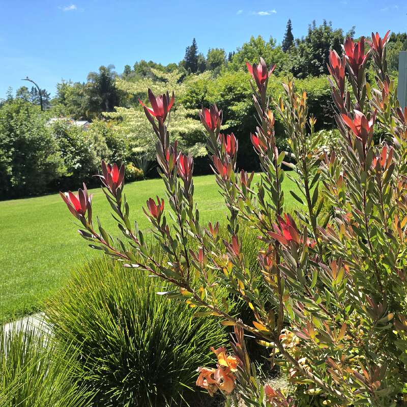 Des arbustes aux extrémités d'un rouge vif se dressent au premier plan d'un jardin verdoyant, avec une pelouse impeccablement entretenue, des arbres touffus et un ciel bleu clair et ensoleillé.