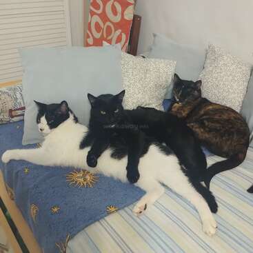 Três gatos estão aninhados juntos em uma cama aconchegante coberta com travesseiros e cobertores. Eles parecem relaxados, confortáveis e satisfeitos, desfrutando da companhia uns dos outros.