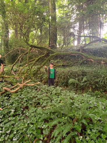 A person stands in a lush, green forest surrounded by thick ivy, ferns, and moss-covered fallen branches under tall trees, creating a magical, serene atmosphere.