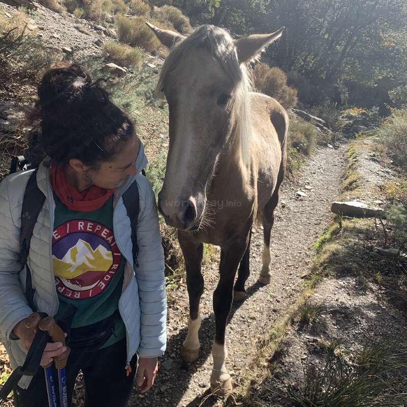 Uma mulher caminhando em uma trilha na montanha faz uma pausa para interagir com um simpático cavalo bronzeado. A luz do sol passa por entre as árvores, criando uma atmosfera pacífica e natural na natureza.
