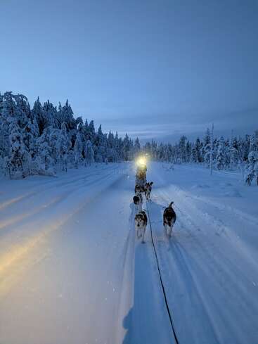 Ein Team von Huskys zieht einen Schlitten durch einen verschneiten Wald in der Abenddämmerung, beleuchtet von sanften Scheinwerfern, umgeben von schneebedeckten Bäumen unter einem ruhigen blauen Himmel.