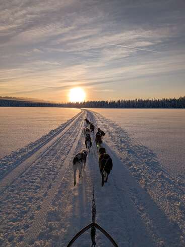 Ein Team von Schlittenhunden rennt bei Sonnenaufgang über eine verschneite Landschaft, wirft lange Schatten und hinterlässt Spuren, die unter einem wunderschönen Himmel zu einem weit entfernten Wald führen.