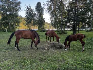 Trois chevaux bruns broutent paisiblement de l'herbe verte et du foin dans un champ pittoresque, entouré d'arbres luxuriants, avec un lac calme visible à l'arrière-plan.