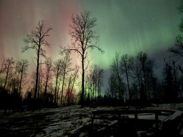 Des arbres dénudés se dressent sur un sol enneigé, silhouettés par une aurore boréale vibrante remplie de teintes vertes, roses et orange, et d'étoiles éparses.